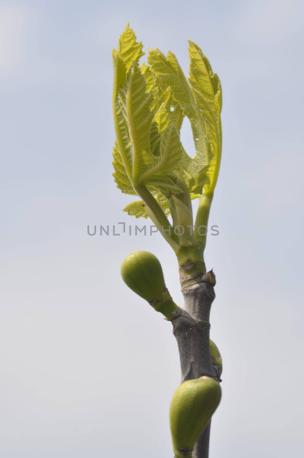 fig tree in spring