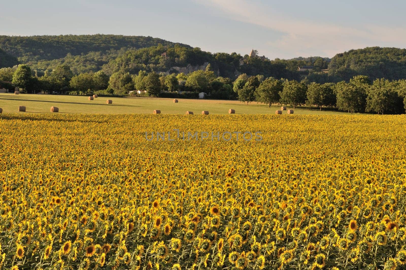 Domme, sun flower field