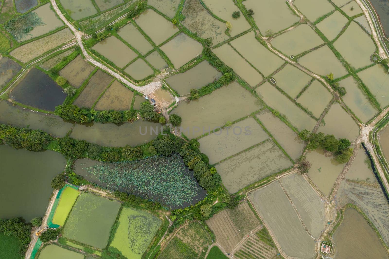 Top view of rice field in Hong Kong Sheung Shui