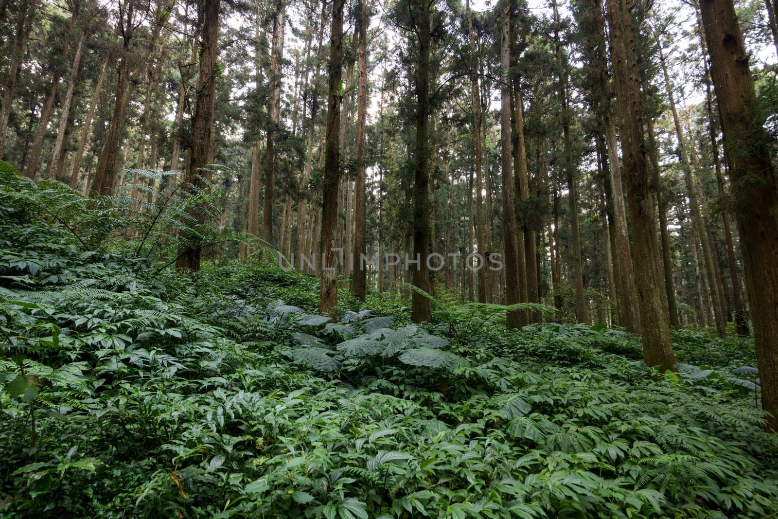 Tropical forest of the tree canopy