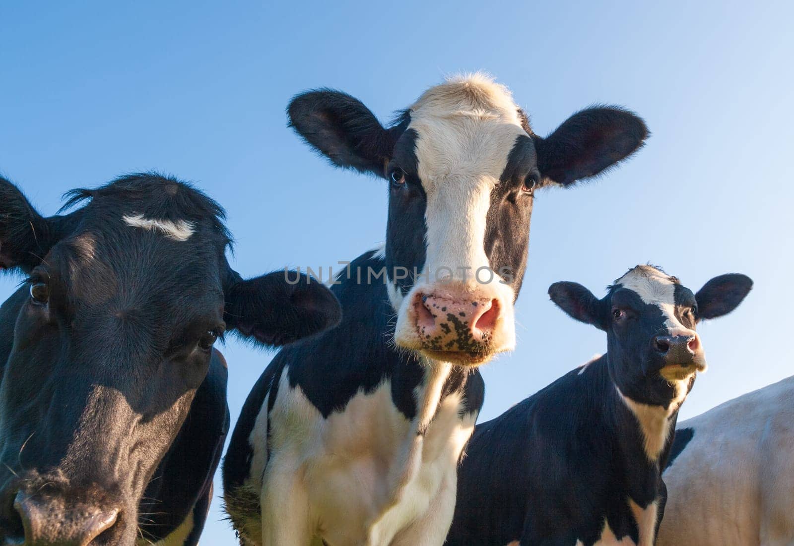 Holstein cows photographed over a blue sky