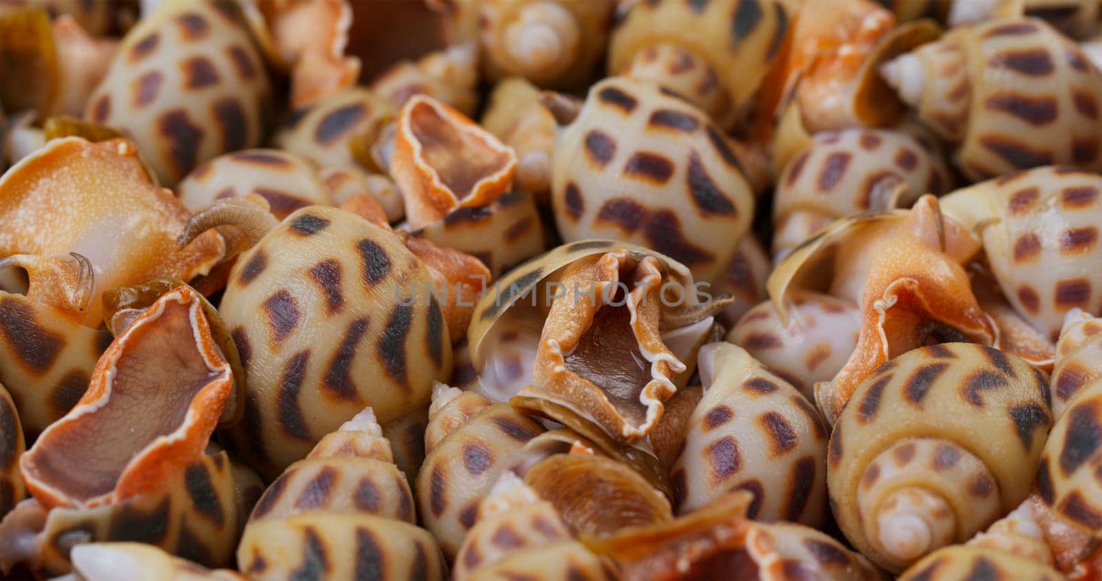 Close up of raw fresh sea snail