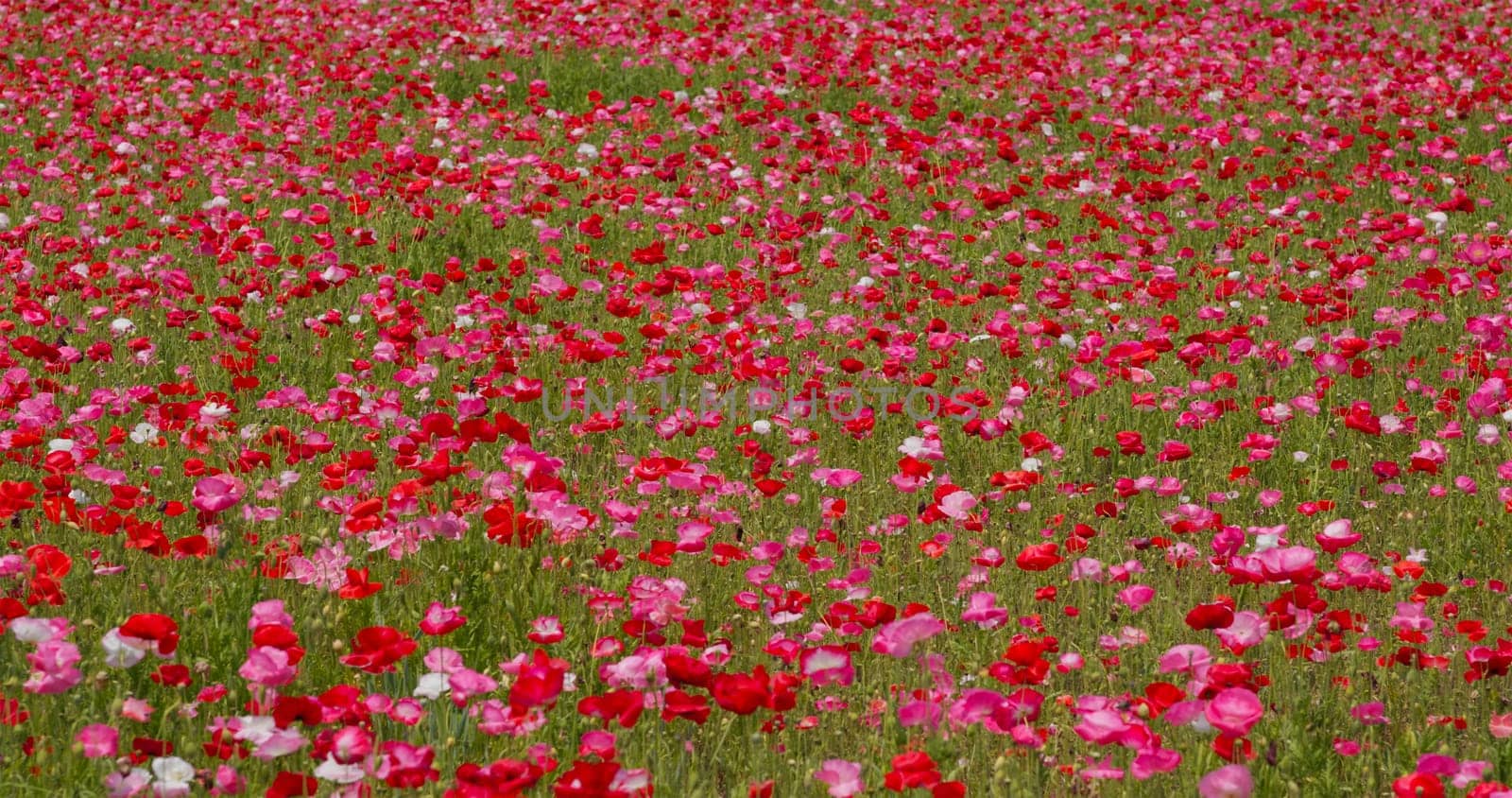 Pink poppy flower field garden