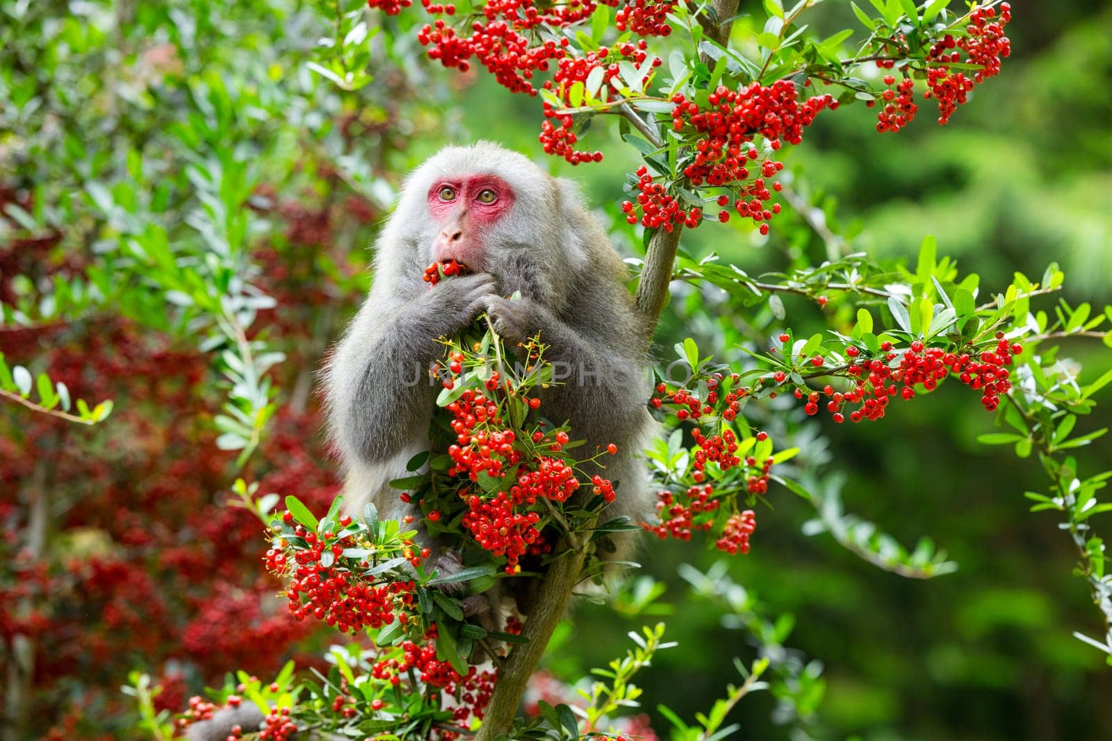 Monkey eat the fruit on the tree in jungle