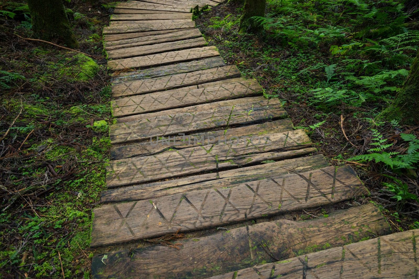Beautiful wooden trail in the tree forest