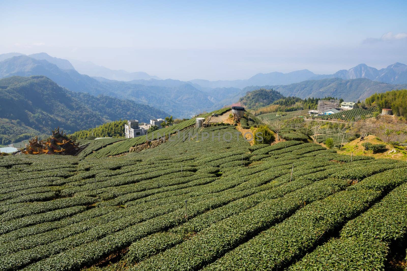 Tea farm on the valley of mountain