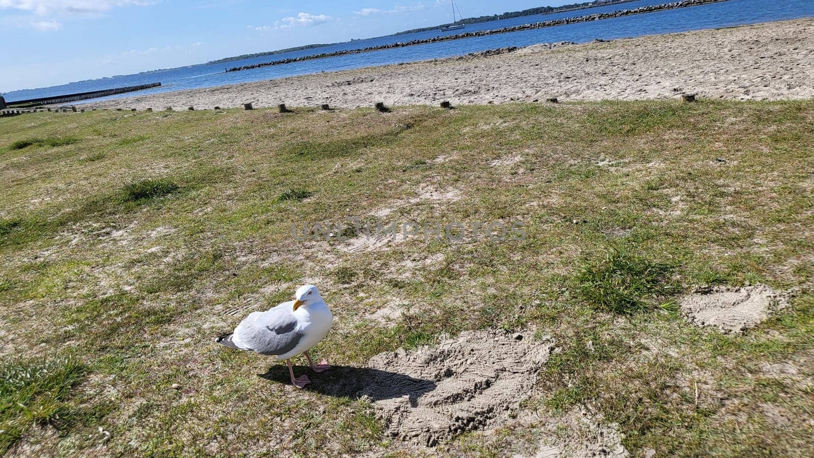 Seagulls on the beach, Netherlands at Brouwerdam