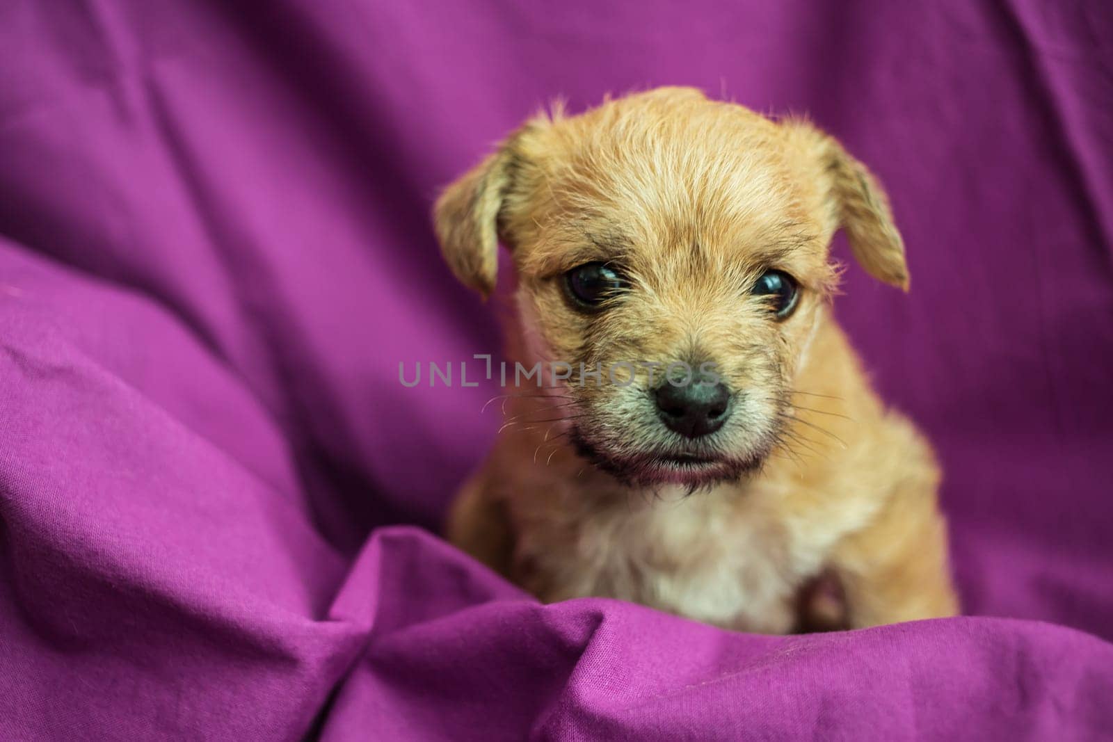 Cute puppy in folds of a purple fabric