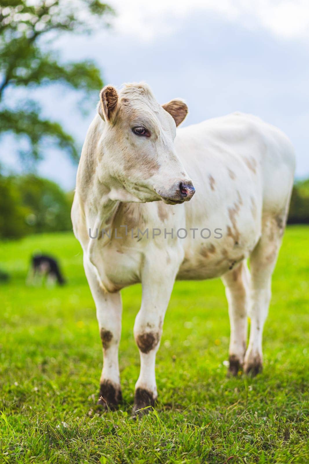 Young white Charolaise cow grazing near a  farm in northern France, vertical photography
