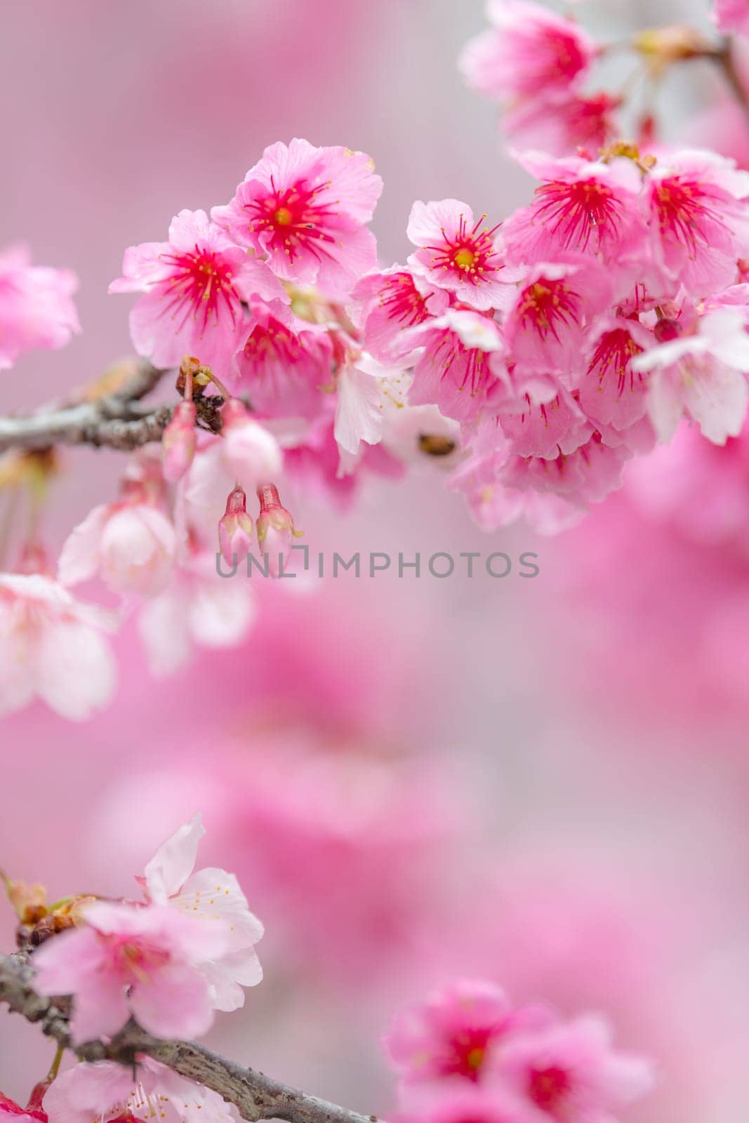 Beautiful pink sakura flower blooming