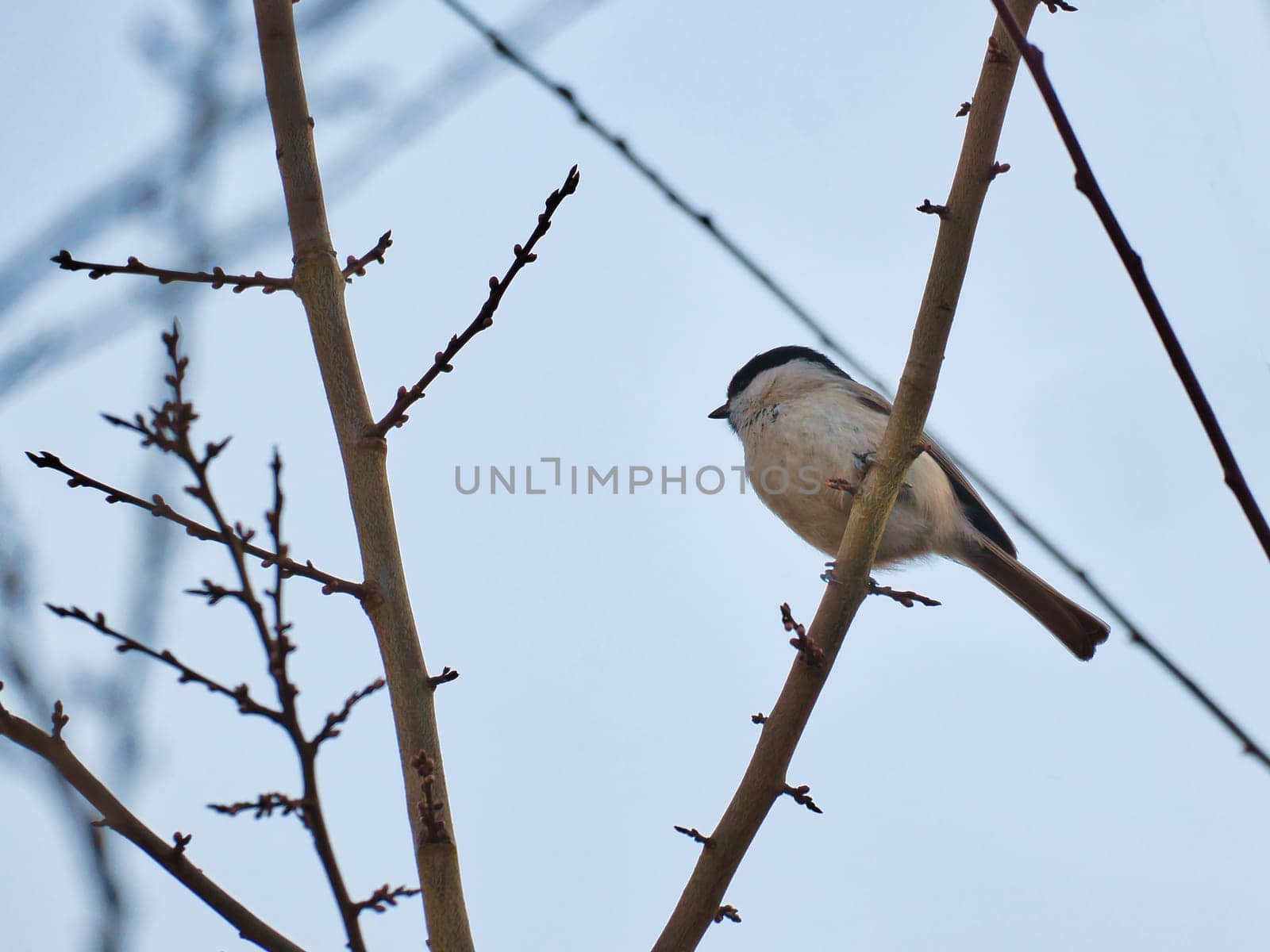 Willow tit on a branch in a bush. Bird species with black head and white breast. Finch species. Animal photo from nature