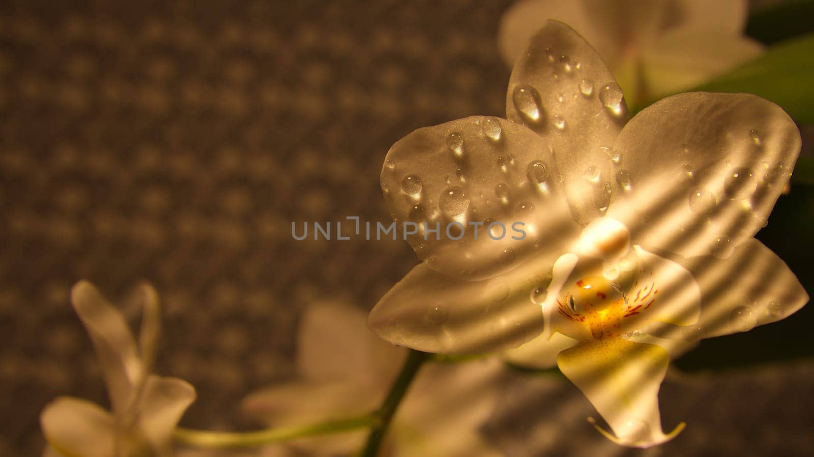 Orchid with dewdrops and streaks of light on the petals. Orchid stem with flowers against a beautiful background. Flower photo of an exotic plant