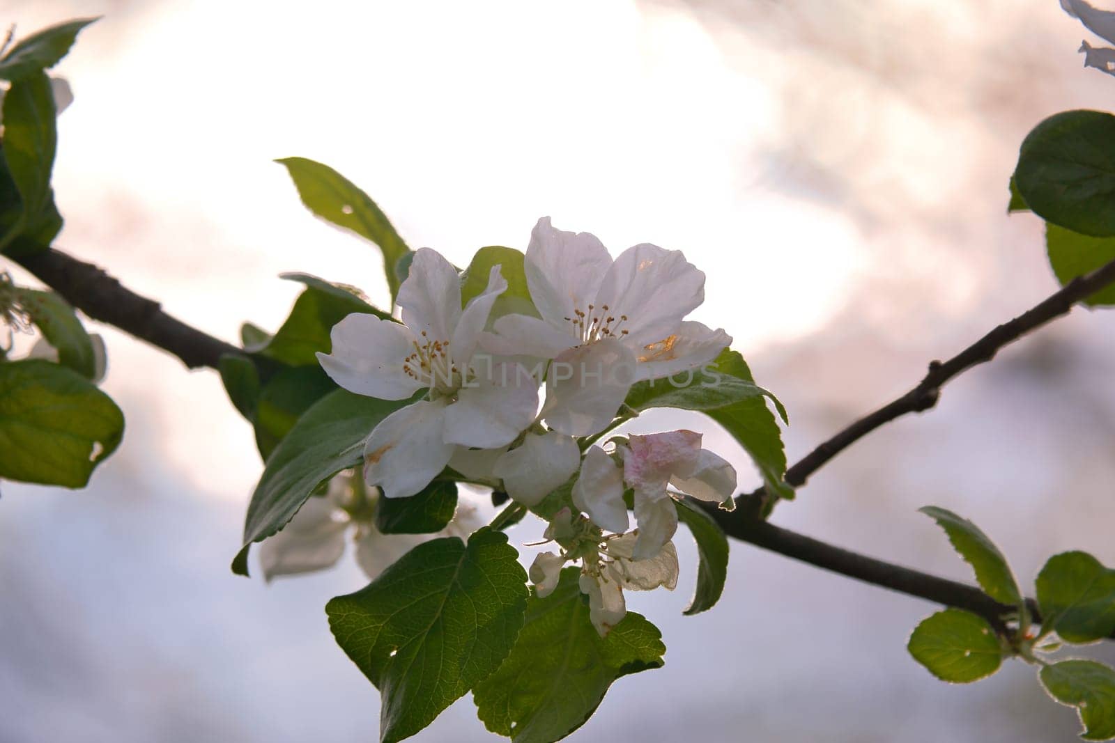 Apple blossoms on the branch of an apple tree. Fruit tree with buds and white-purple petals. Evening mood with warm light. Photo from agriculture