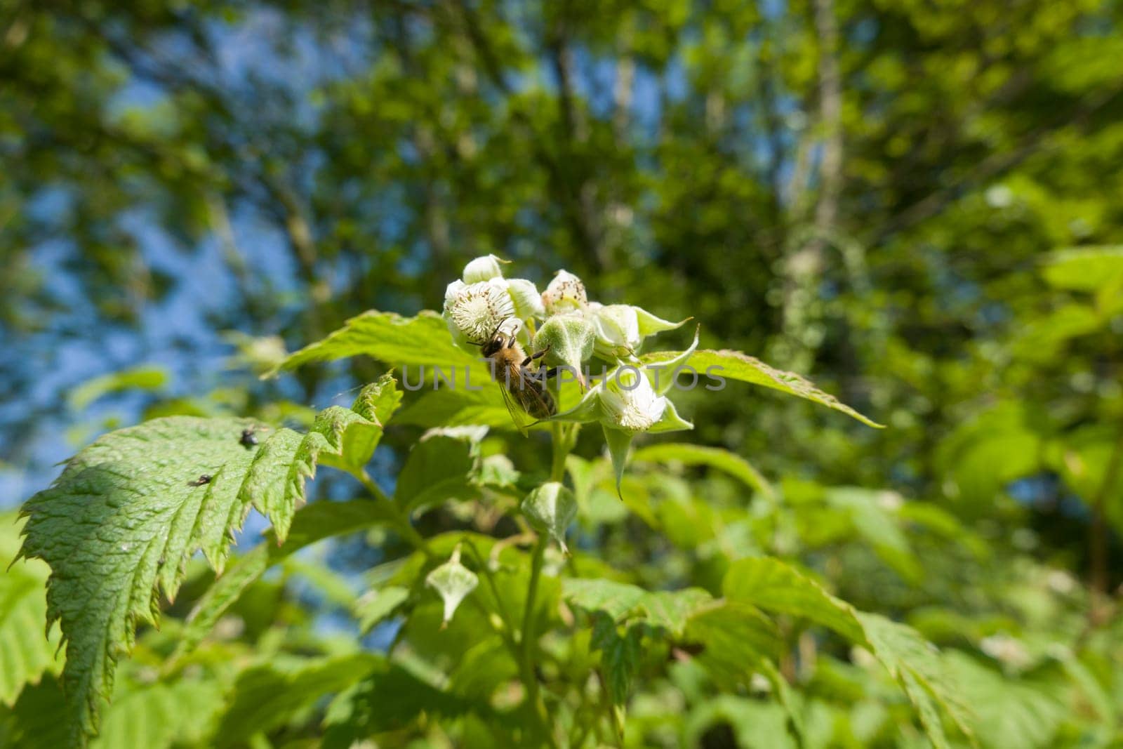 Himbeere (Rubus idaeus) - blühender Strauch