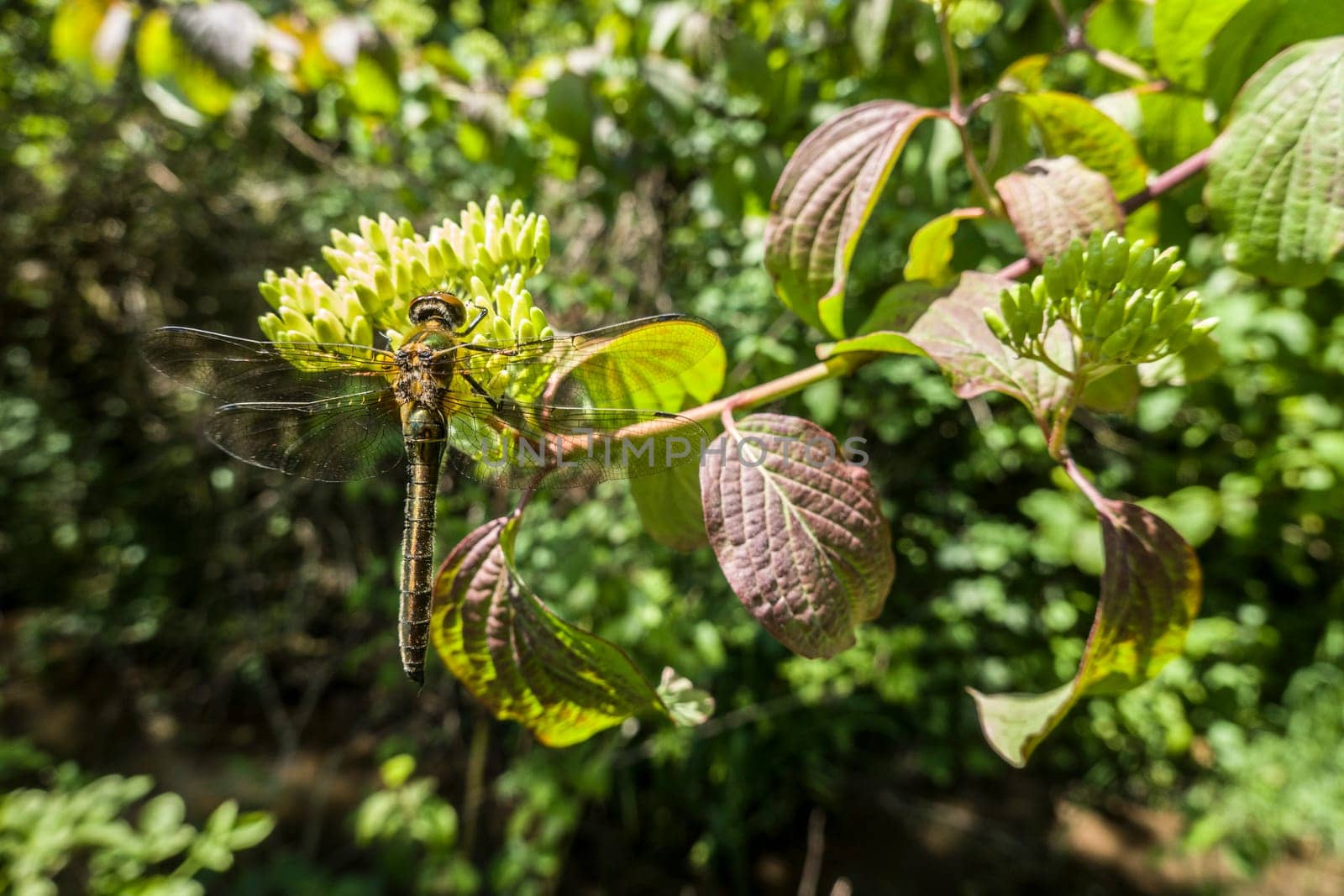 Falkenlibelle oder Gemeine Smaragdlibelle (Cordulia aenea) im Garten, Nordrhein-Westfalen, Deutschland, Weilerswist