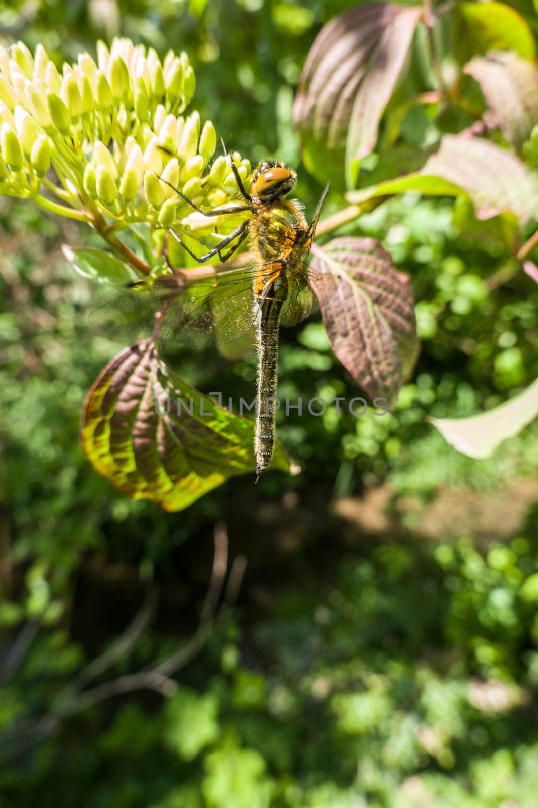 Falkenlibelle oder Gemeine Smaragdlibelle (Cordulia aenea) im Garten, Nordrhein-Westfalen, Deutschland, Weilerswist