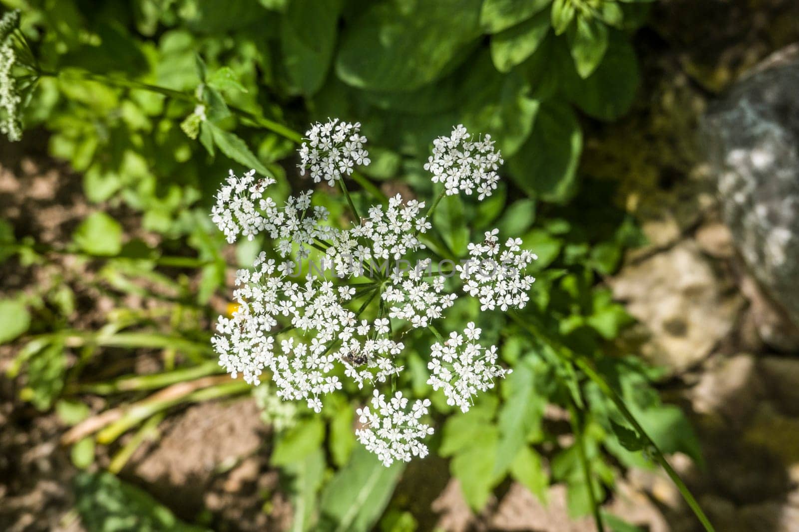 Giersch (Aegopodium podagraria) - Blütendolde