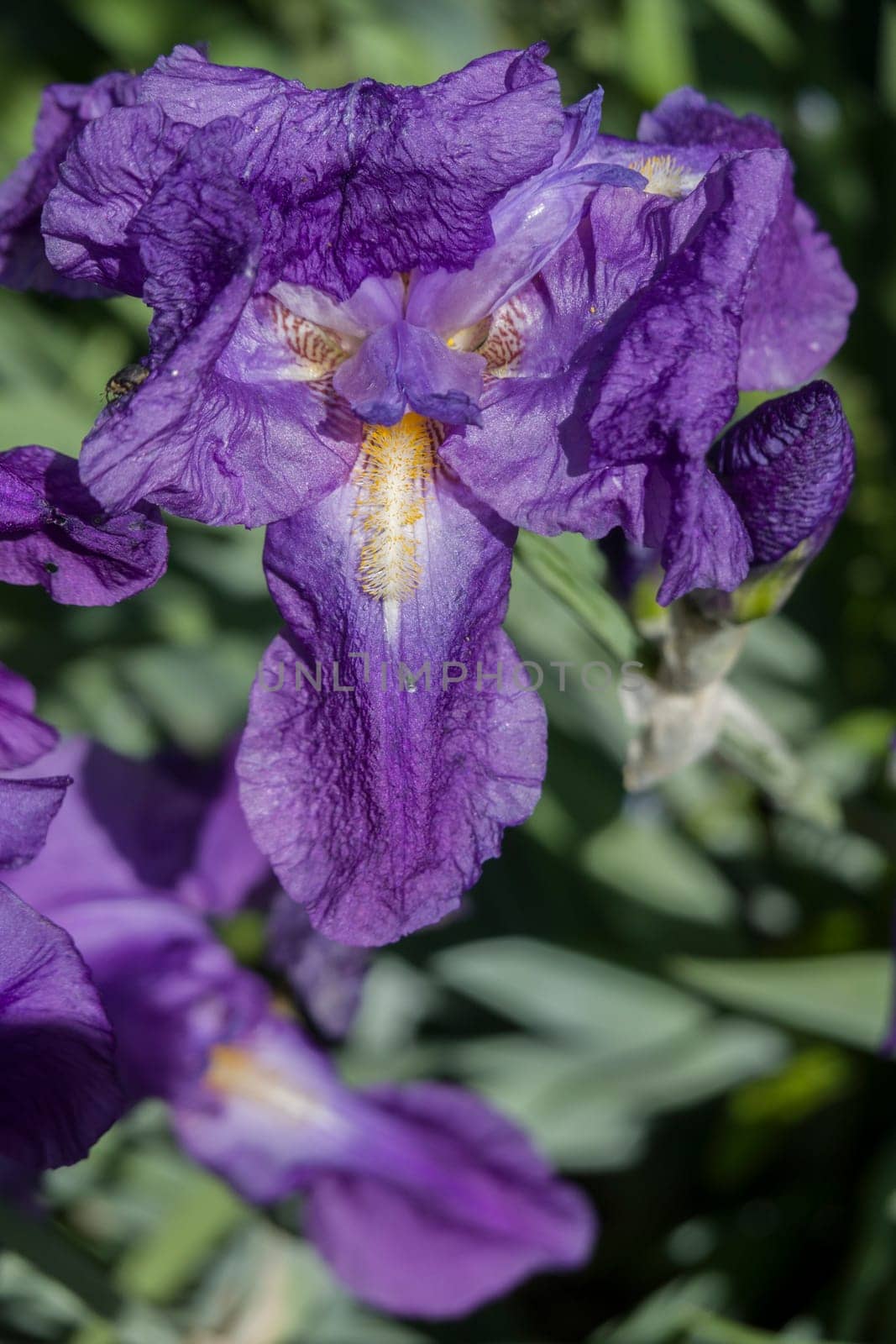 Blüte einer Deutschen Schwertlilie (Iris × germanica)