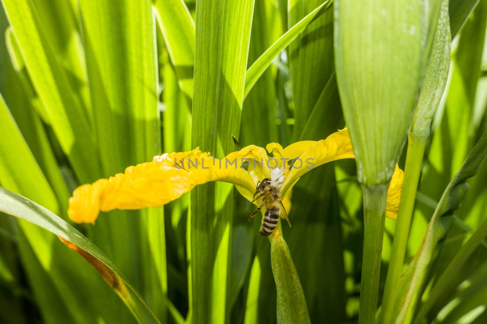 weisse Krabbenspinne mit erbeuteter Honigbiene (Apis mellifera) an einer Wasser-Schwertlilie