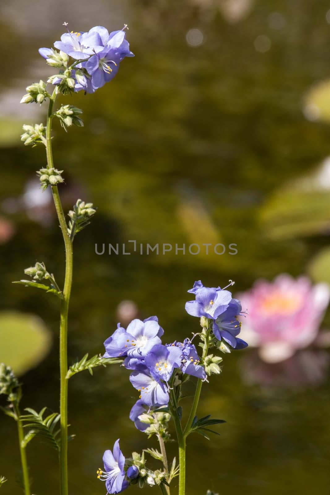Jakobsleiter, Himmelsleiter, Sperrkraut (Polemonium spec.) am Seerosenteich