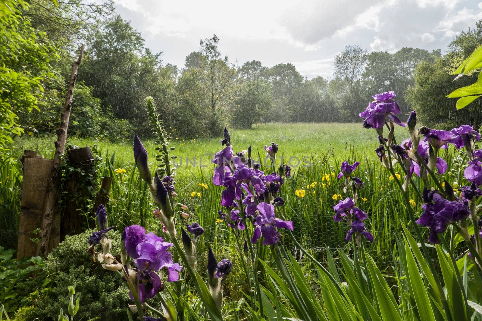 Deutsche Schwertlilie (Iris × germanica) im Regen, im Hintergrund das Naturschutzgebiet Streuobstwiesen Erftaue, Nordrhein-Westfalen, Deutschland, Weilerswist
