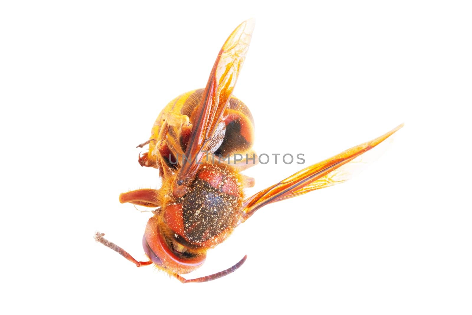 Hornet isolated. Close-up of a European Hornet (Vespa crabro). Clipping path. Front view. Macro.