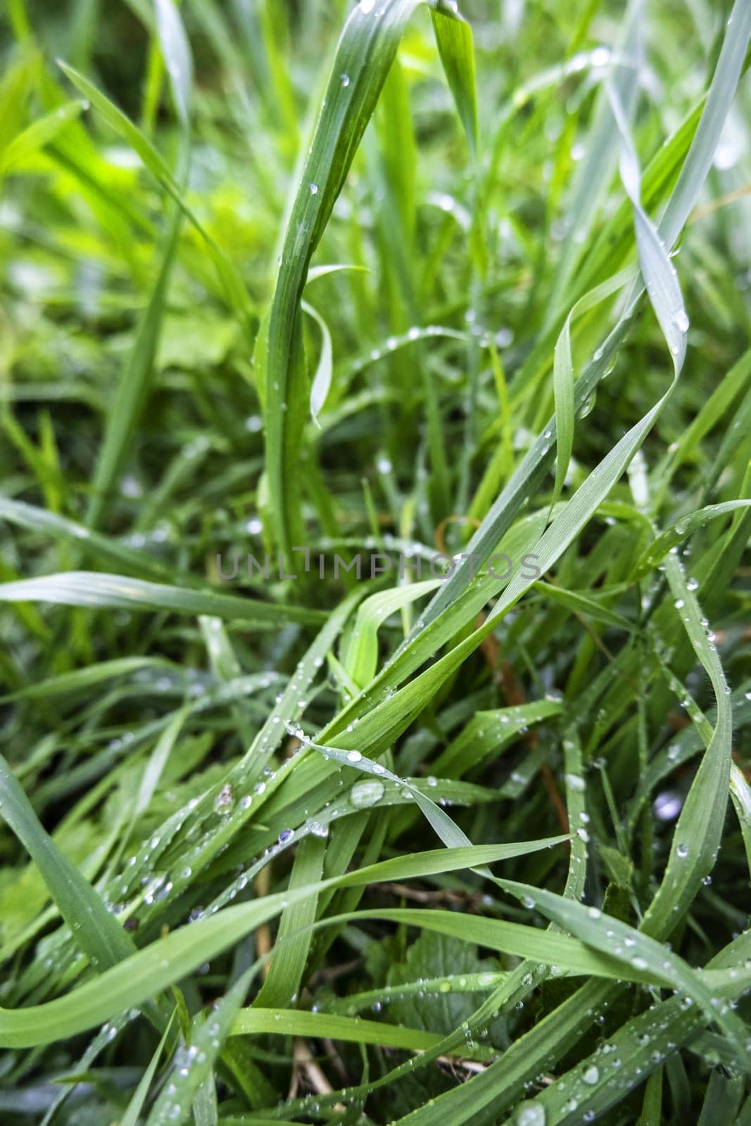 Detail of fresh grass wet by rain in nature