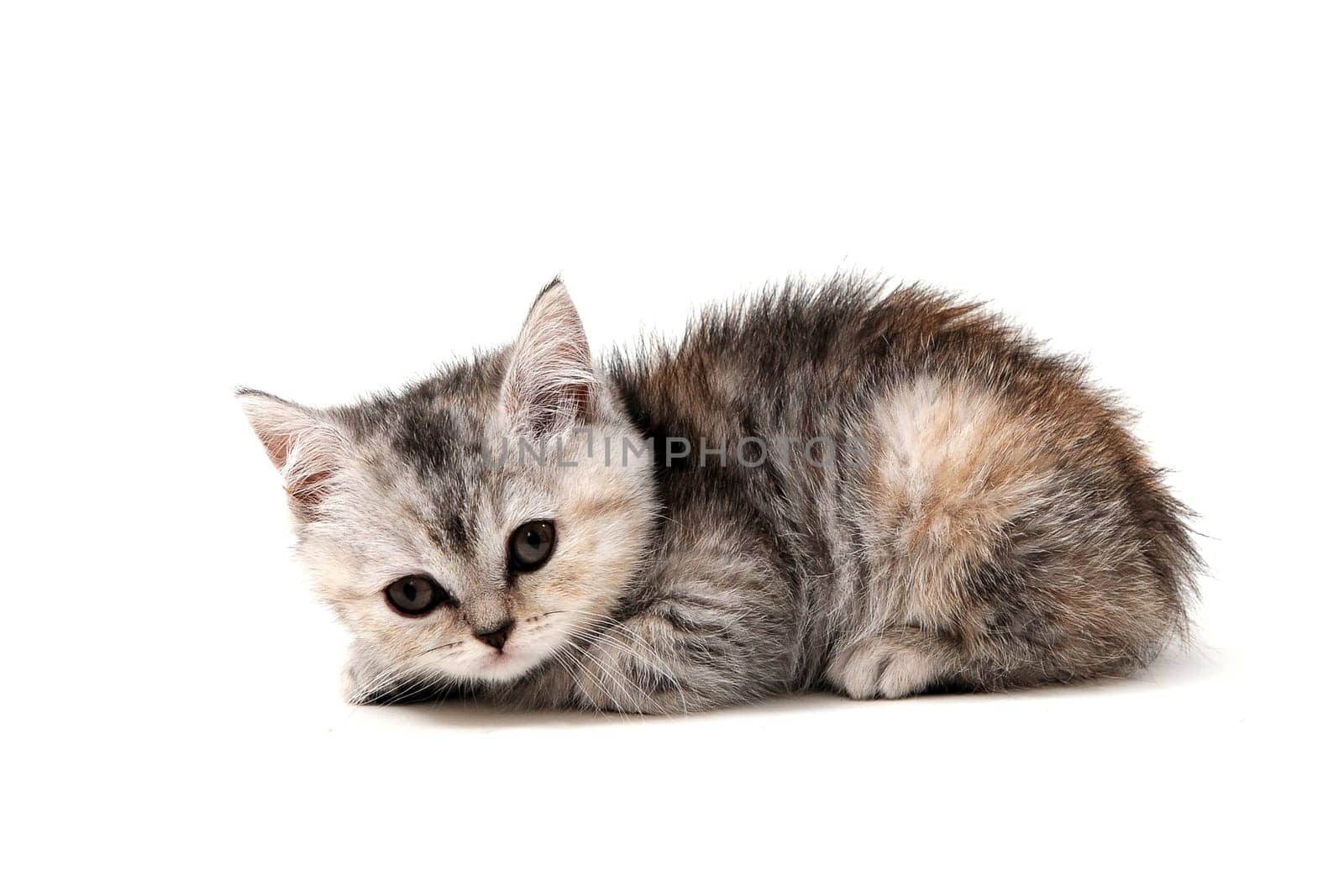 a small fluffy kitten on a white isolated background. High quality photo