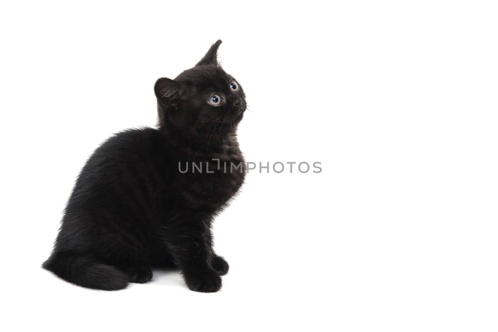 fluffy purebred black kitten sits sideways on an isolated background. High quality photo