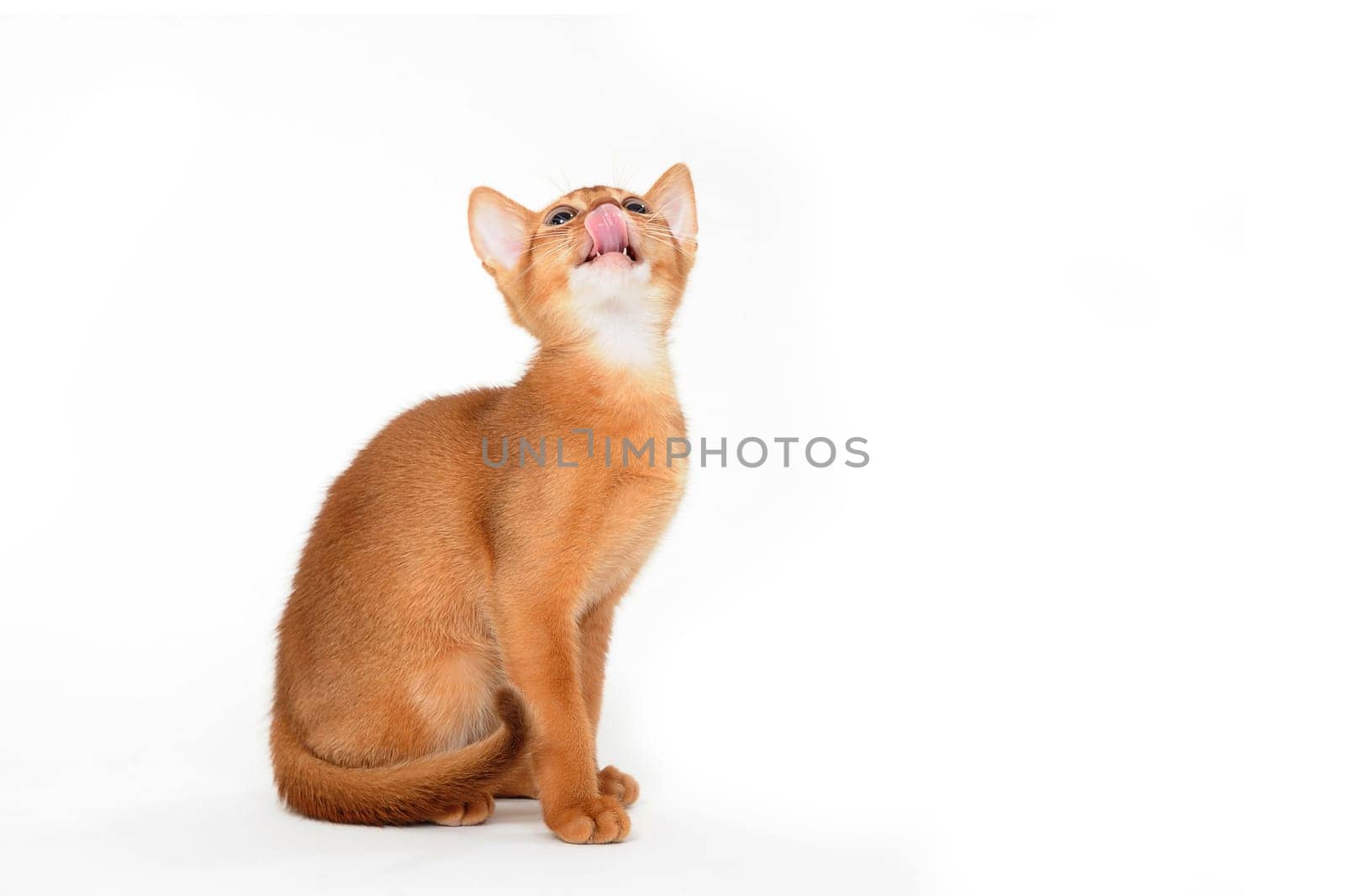 ginger purebred kitten sits on an isolated white background. High quality photo