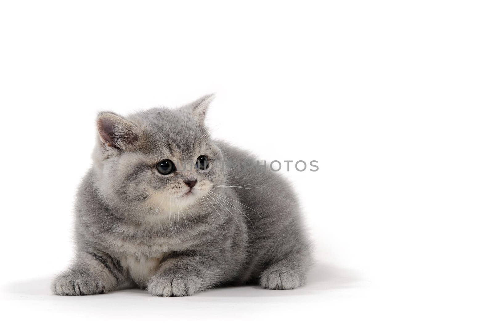 Purebred gray kitten on a white isolated background. High quality photo