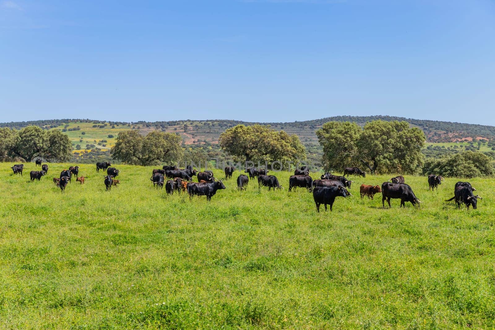 Black bulls in a bull farm (for bullfights) near Granada, Andalucia, Spain