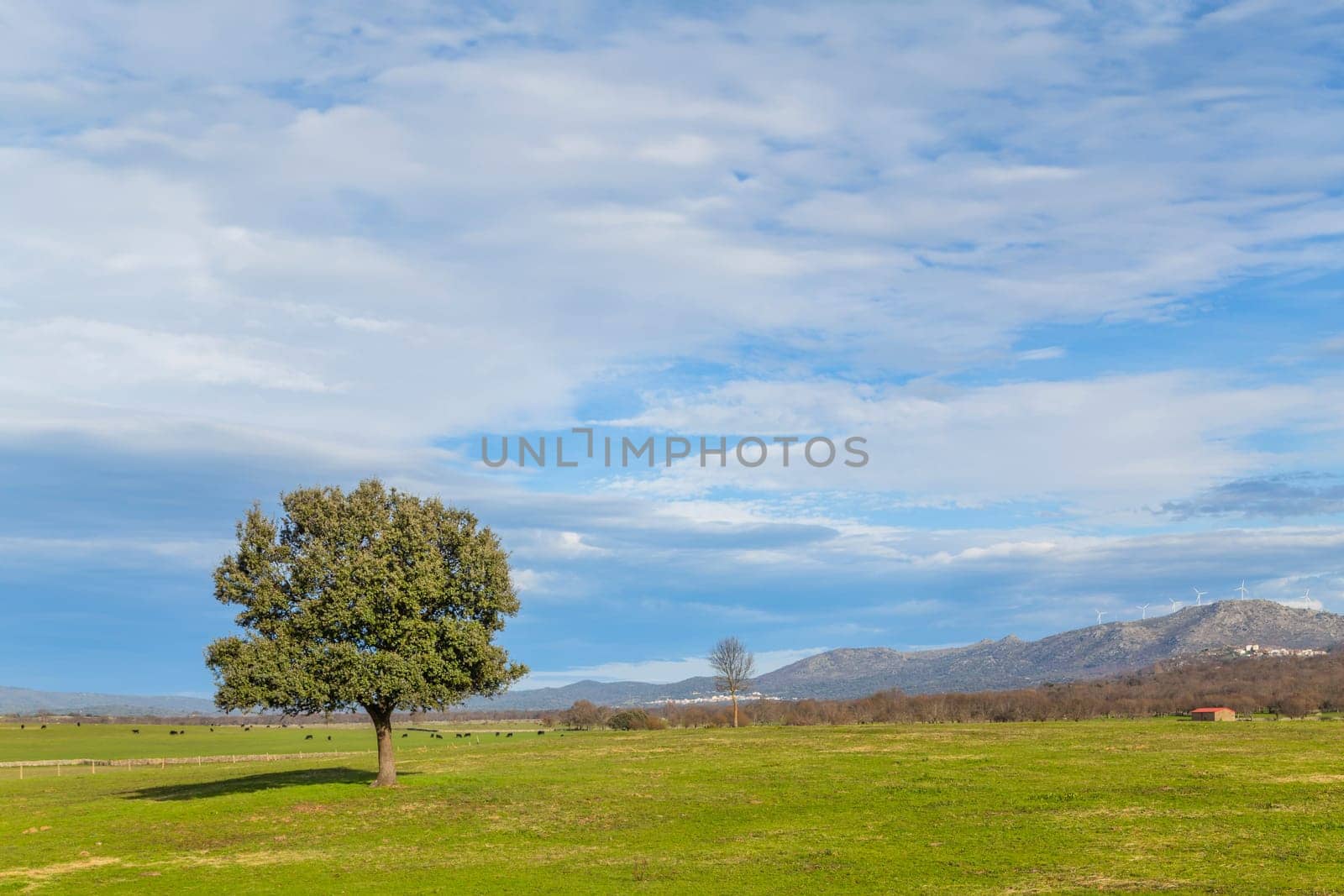 A lonely oak in the middle of the pasture in Extremadura. Spain