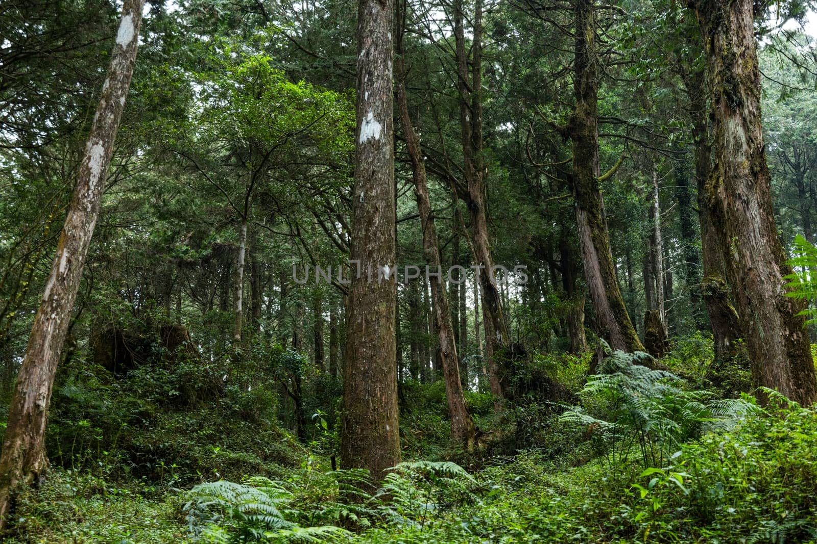 Sunlight flare over the greenery forest in Alishan national park at Taiwan