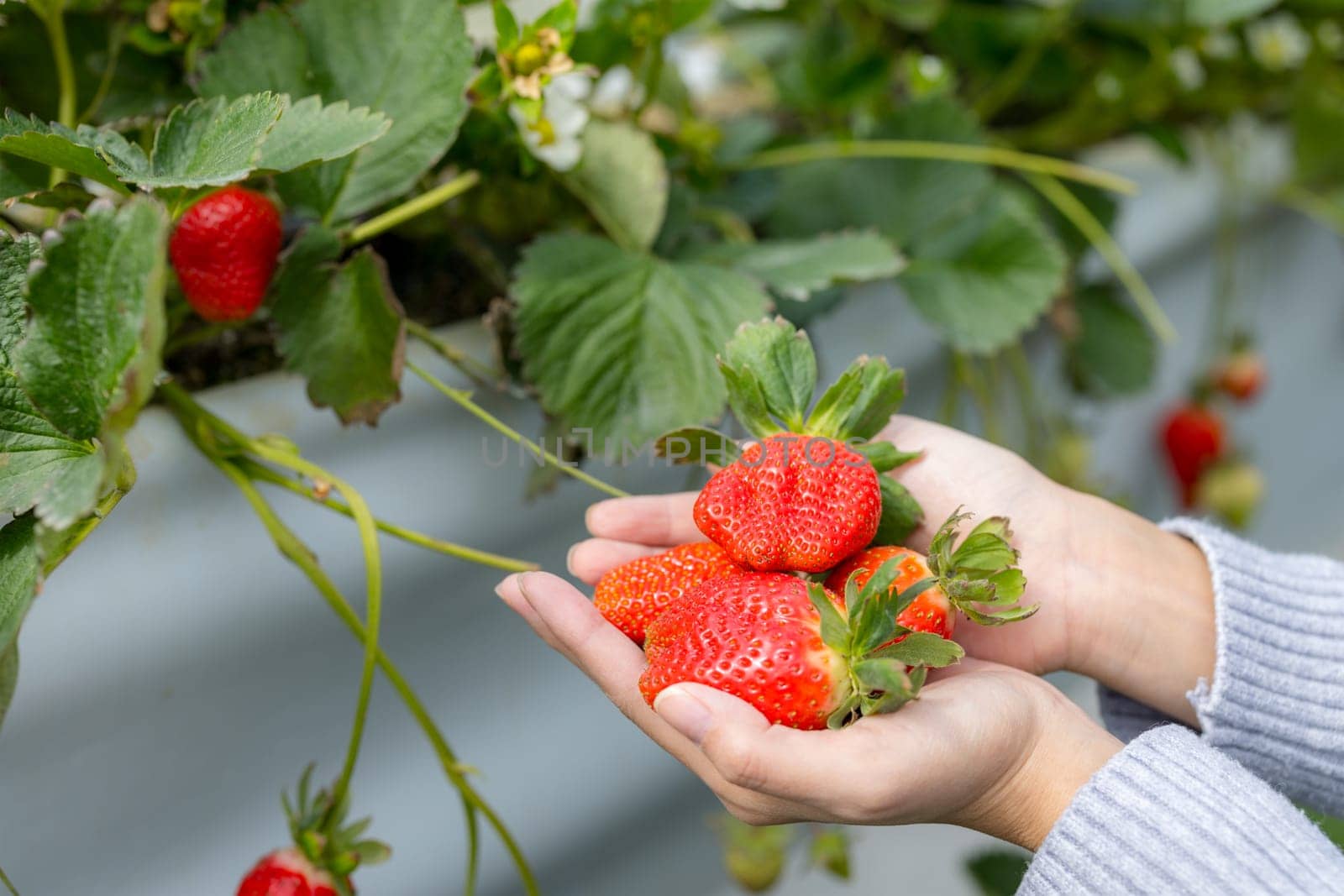 Hand hold with the fresh strawberry in the garden