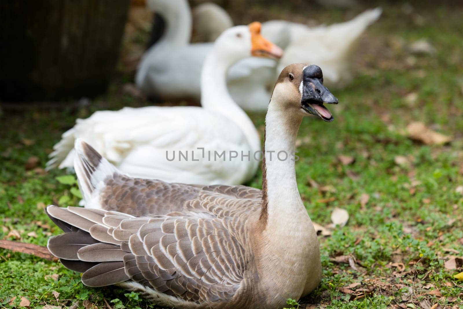 Gooses in the farm garden