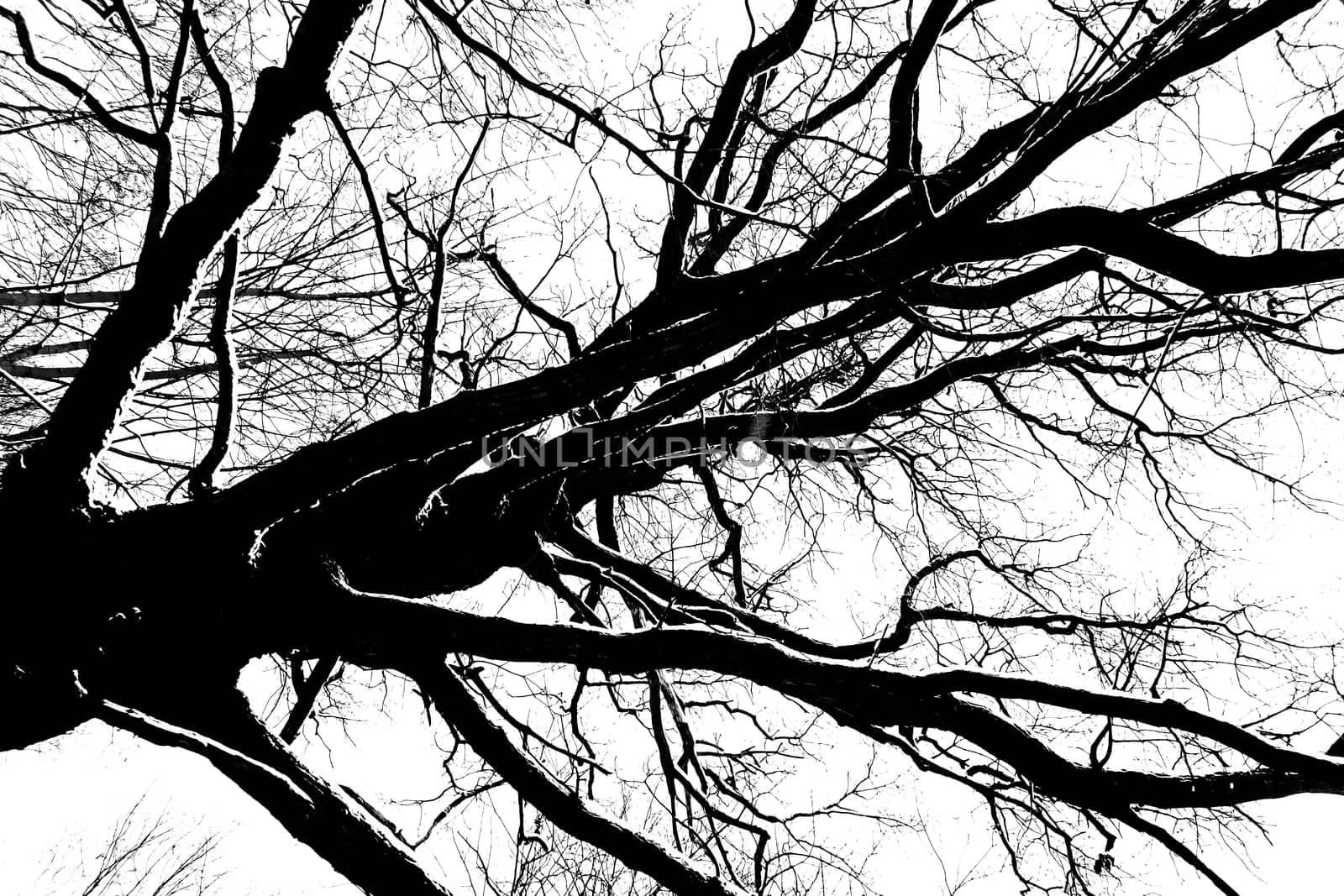 Black and White Trees Branches Covered in Snow