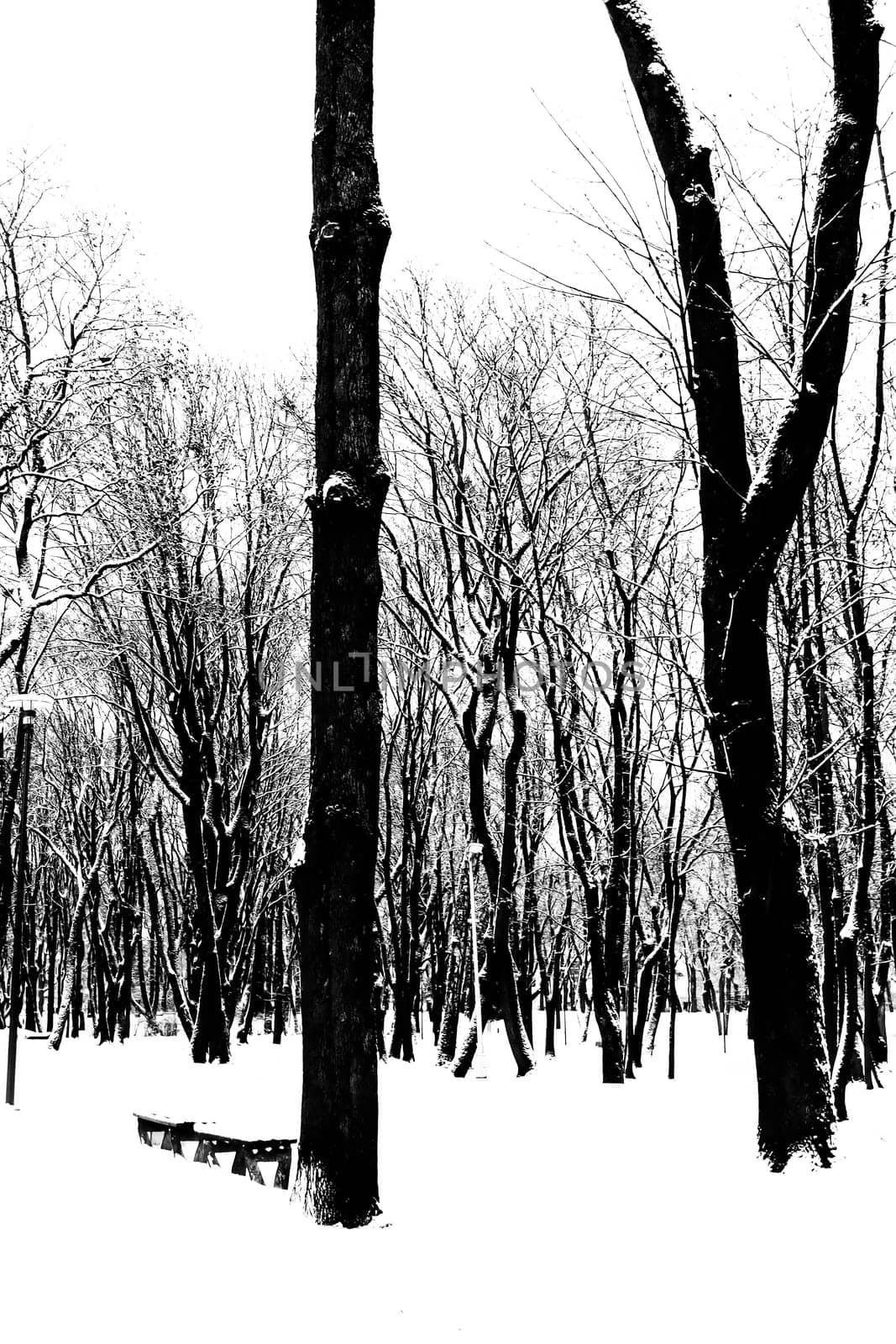 Trees Branches Covered in Snow Background