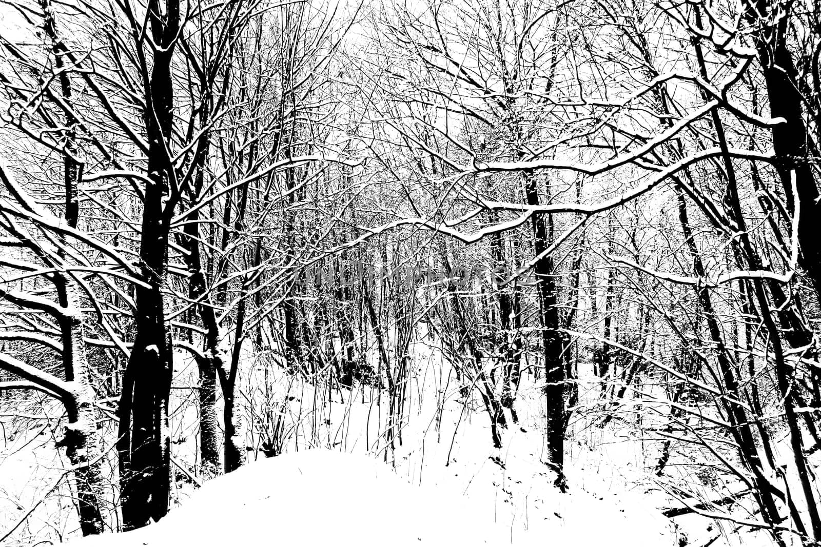 Trees Branches Covered in Snow Background