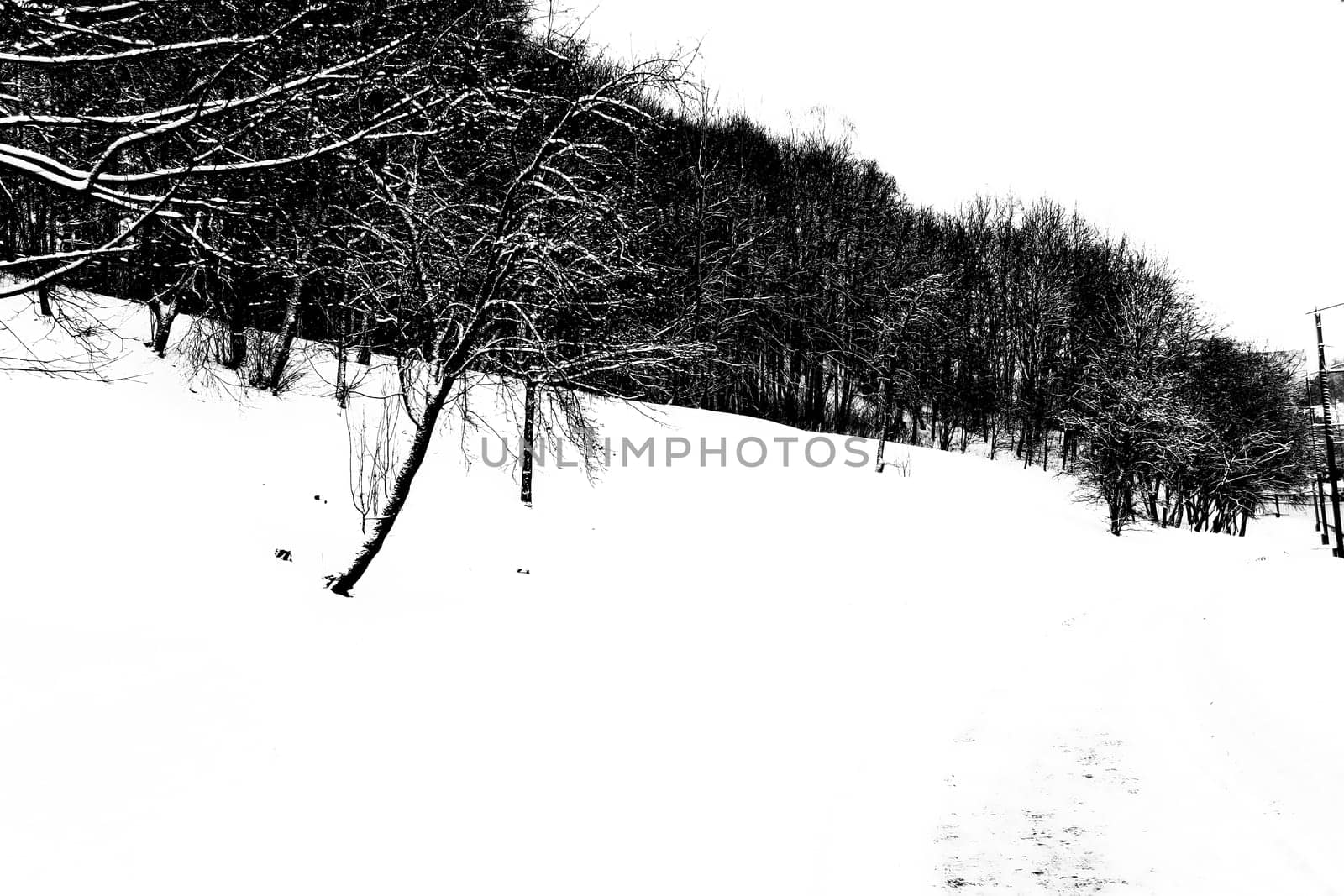 Black and White Trees Branches Covered in Snow