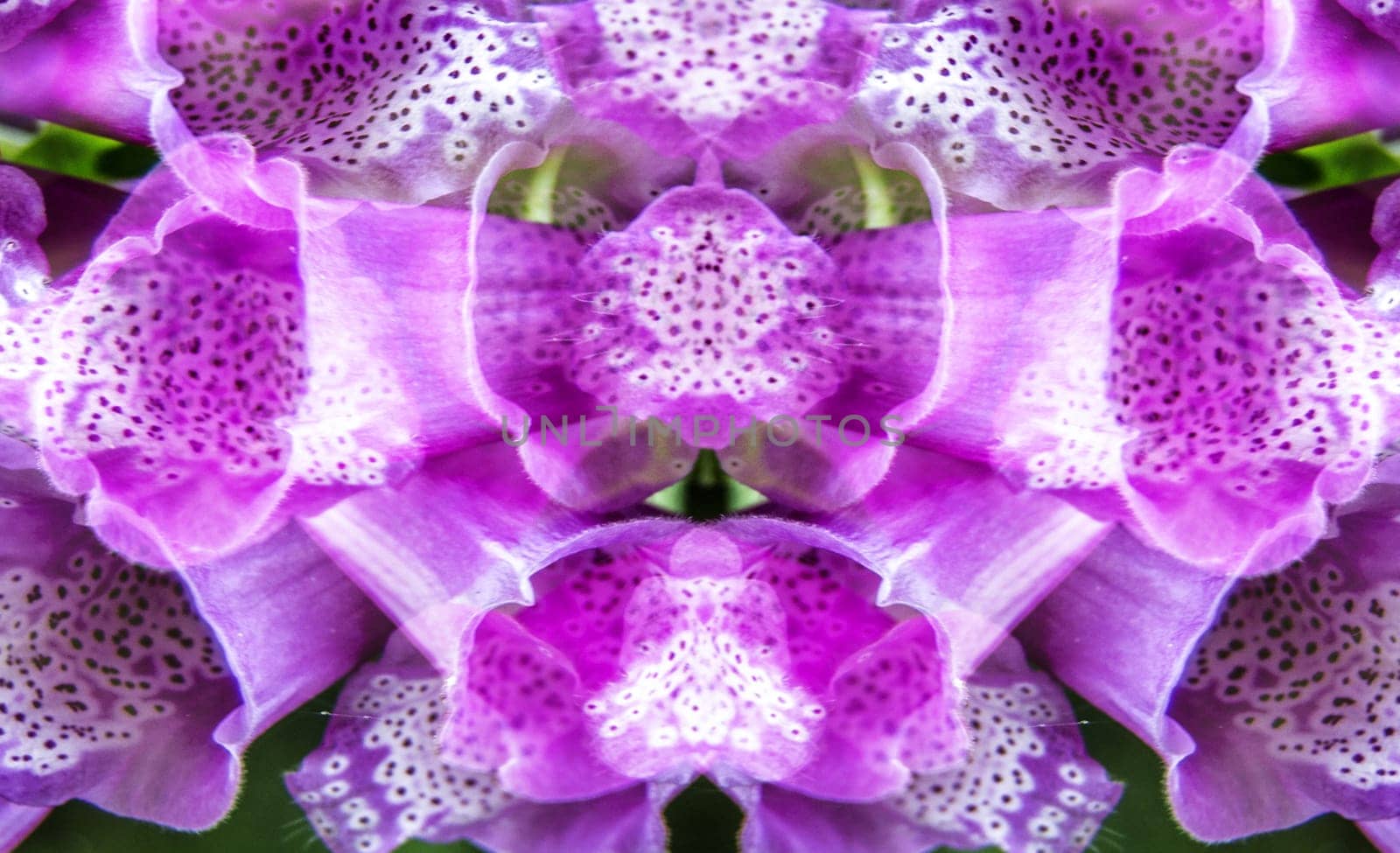 Digital Rendering Purpurea Flower Abstract Background
