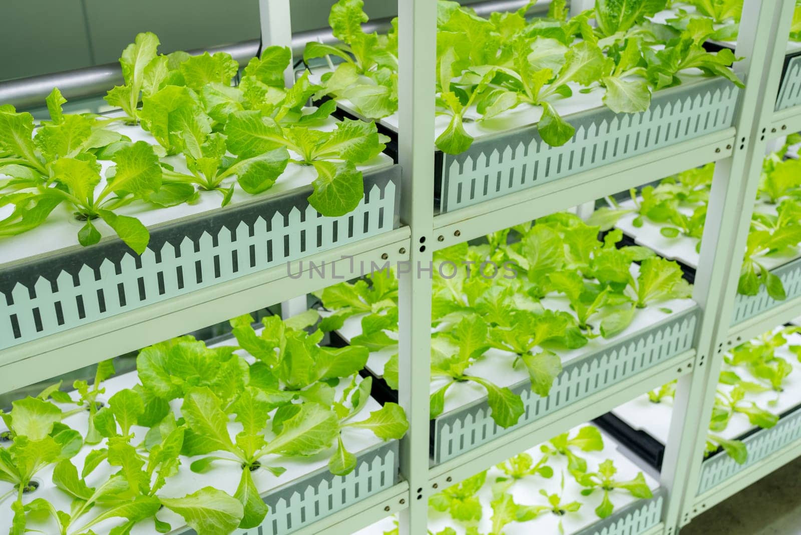 Hydroponics vegetable growing in the nursery