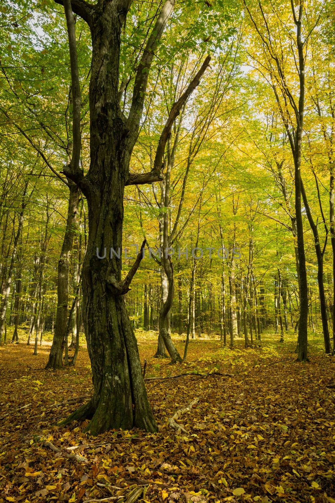 Old oak tree in the autumn forest, October sunny day