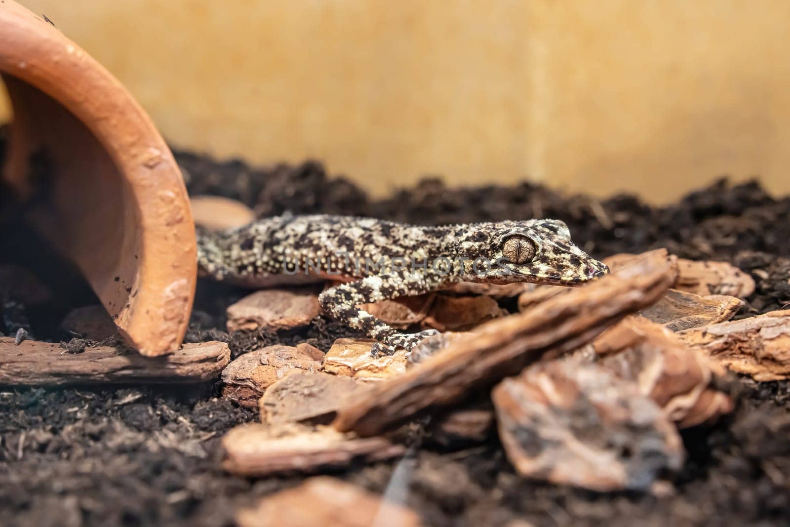 A gecko in the glass cabinet waiting to be sold. It's a popular pet in Thailand.