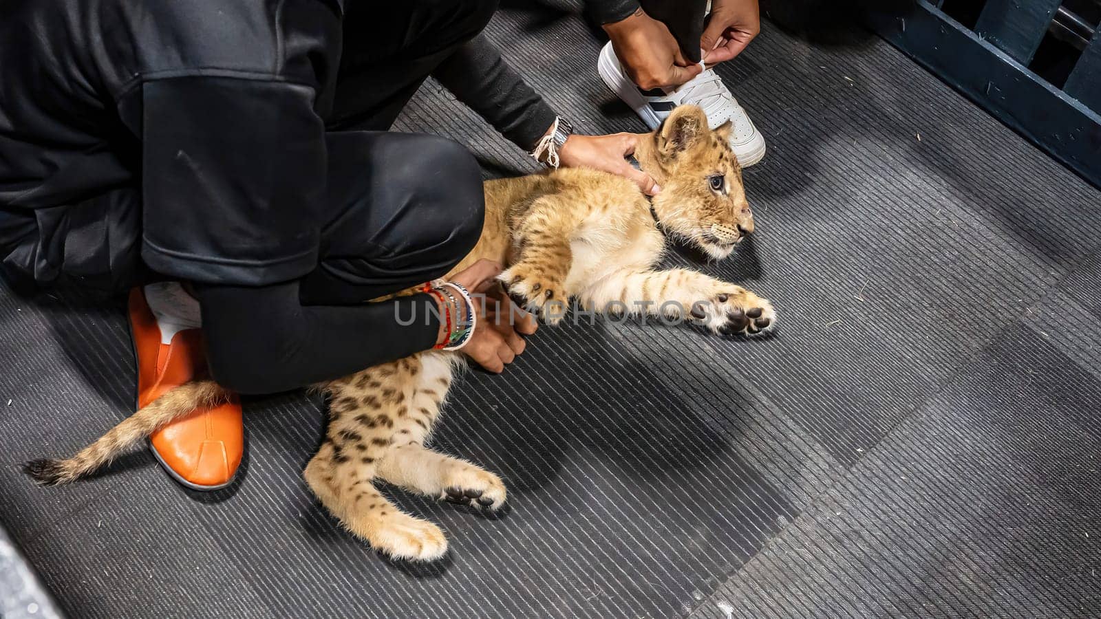 A lion cub was lying on the floor. Raised by humans.