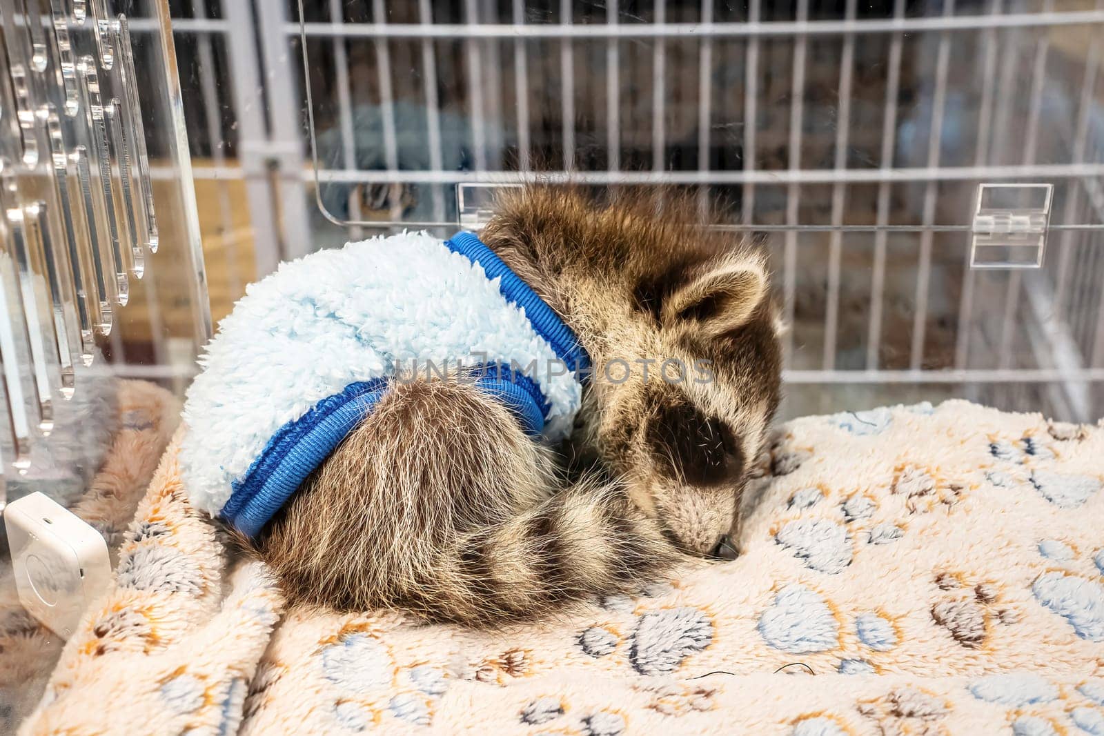 A raccoon is sleeping in the acrylic cabinet. It's cute and popular pet.