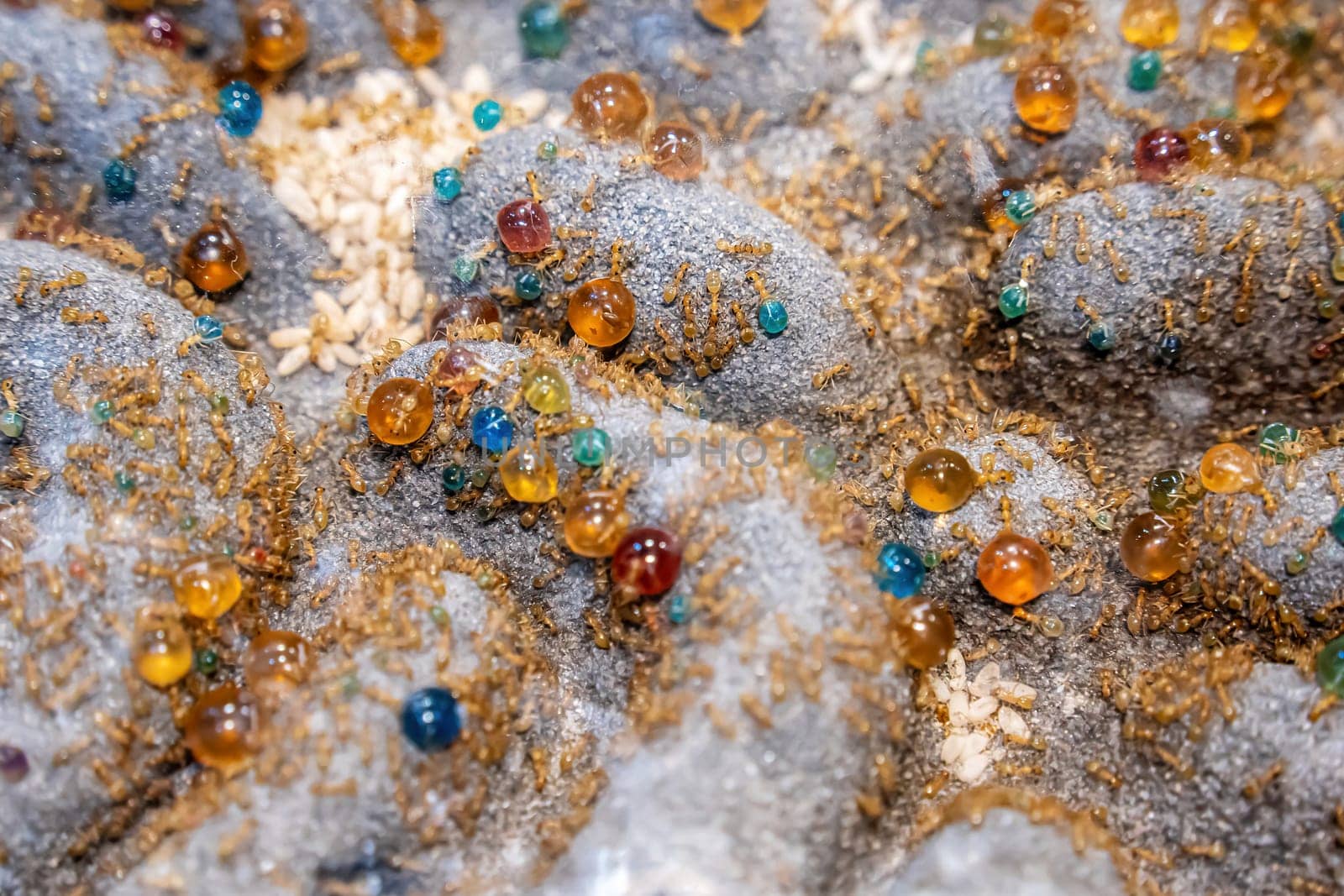 Ants for raising in equipment for study. It's popular pet.