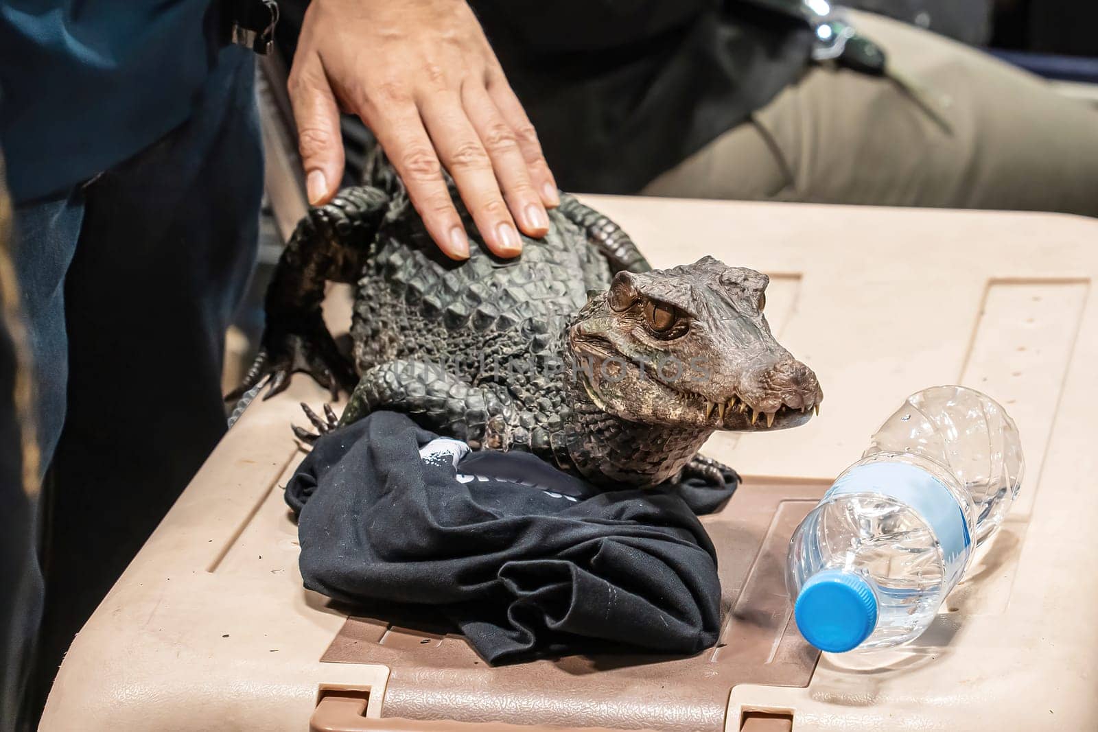 Dwarf crocodile is the smallest type of crocodile in the world.