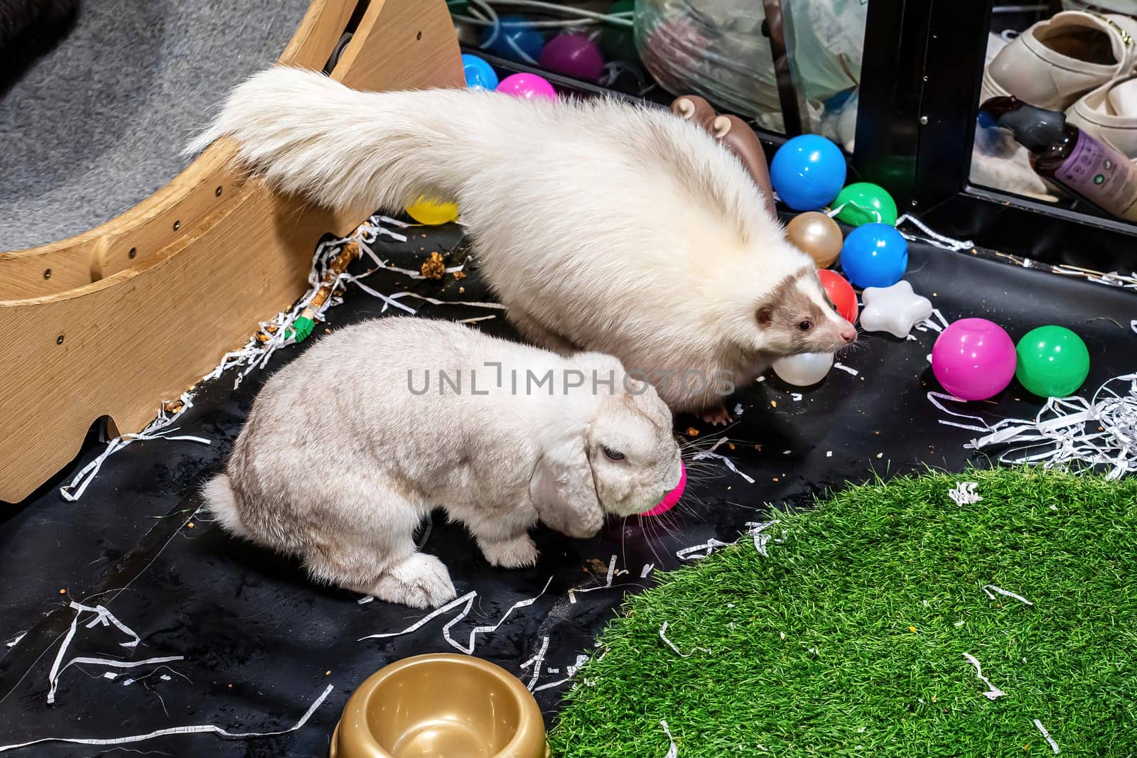 The rabbit and the skunk were in a stall with various toys.