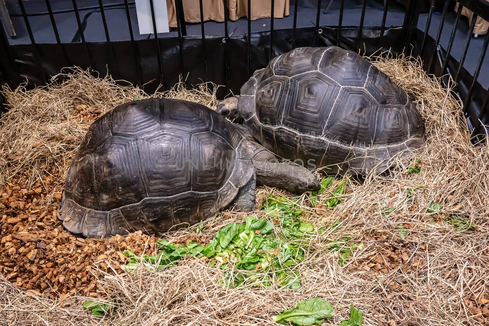Turtles for raising awaiting sale. It's a popular pet in Thailand.